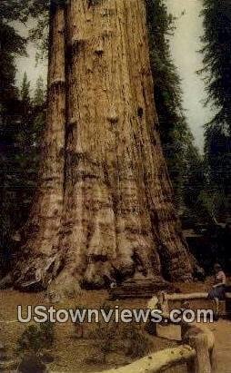Sequoia National Park , CA
