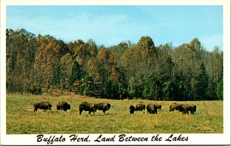 Buffalo Herd Land Between Lakes Kentucky Barkley Postard VTG UNP Vintage Unused 