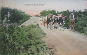NS Canada Oxen-Mobile c1910 Postcard