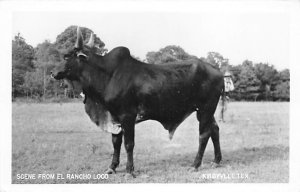 El Rancho Loco Real Photo - Kerrville, Texas TX