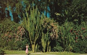 Flowering Organ Cactus At Sunken Gardens St Petersburg Florida