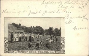 Highland New York NY Workers Children Strawberry Picking c1905 Postcard