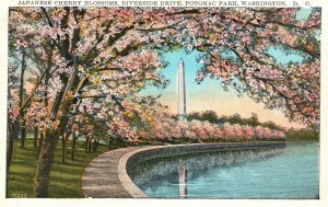 Vintage Postcard 1920's Japanese Cherry Blossoms Riverside Potomac Park W. DC