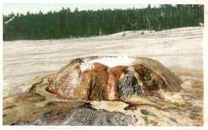 Vintage Postcard 1920's Sponge Upper Geyser Basin Yellowstone Nat'l Park Wyoming