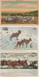 Angora Goats Elk Yellowstone Park 3x Old Animal Postcard s