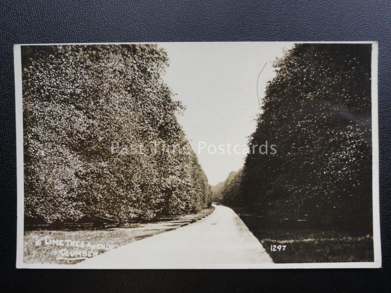 Nottinghamshire CLUMBER Lime Tree Avenue - Old RP Postcard by R. Sneath 1297