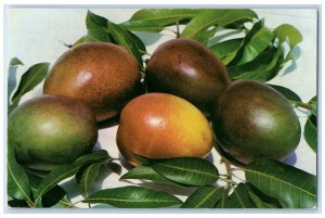 1957 WW Carmichael Groves Miami Florida FL Advertising Posted Vintage Postcard