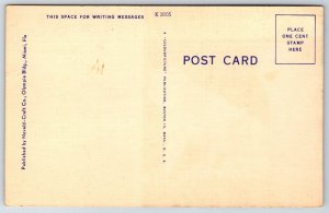 Animals~Florida~Monkeys On Tree @ Jungle~Evolution Viewpoint~Vintage Postcard