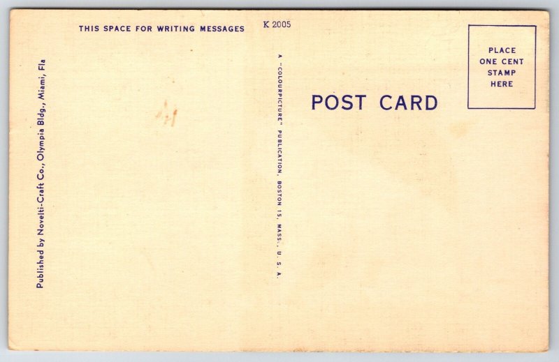 Animals~Florida~Monkeys On Tree @ Jungle~Evolution Viewpoint~Vintage Postcard