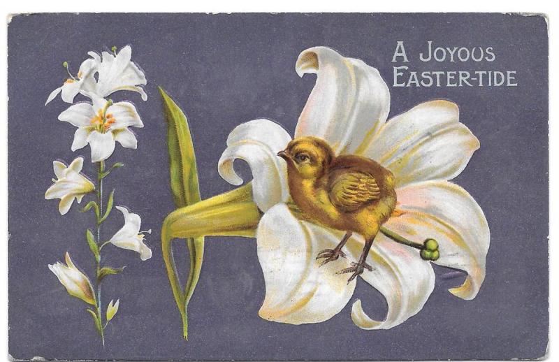 Easter Chick in a Lily Vintage Embossed Postcard 1910
