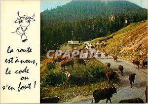 Modern Postcard The road is us the code we do not care Cows