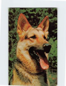 Postcard German Shepherd