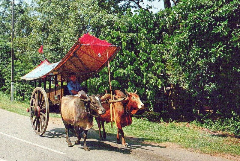 VINTAGE CONTINENTAL SIZE POSTCARD BULLOCK CART MALAYSIA