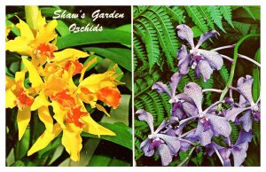 Postcard GARDEN SCENE St. Louis Missouri MO AU5902