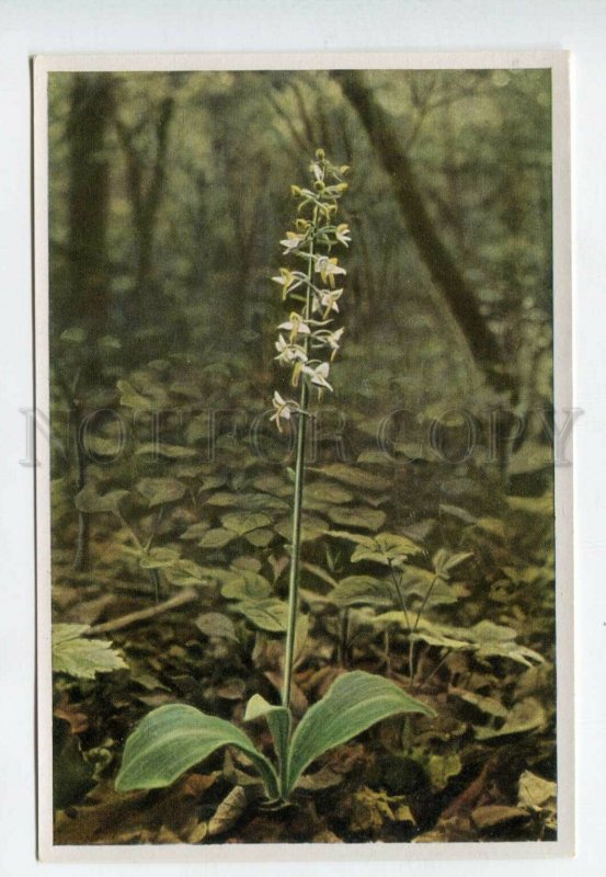 428009 Flower Platanthera bifolia Vintage Sammelwerk Tobacco Card w/ ADVERTISING