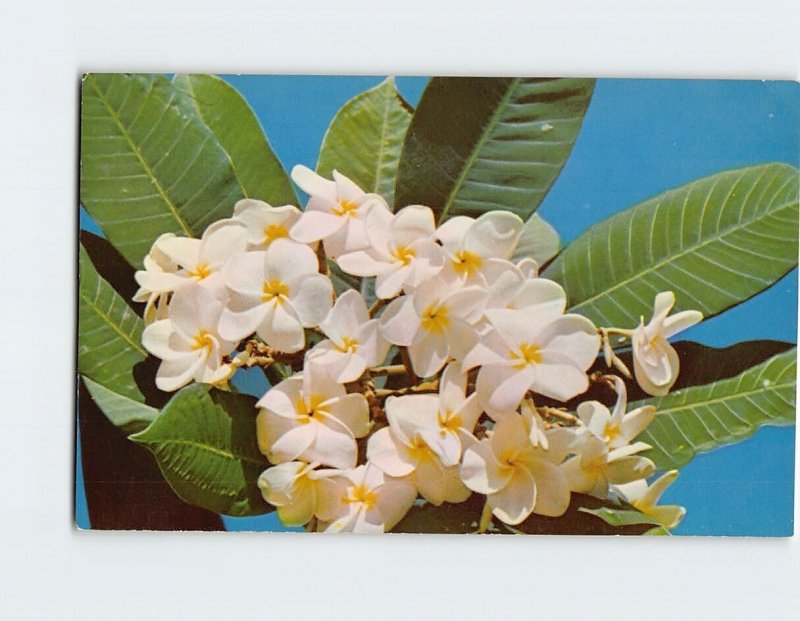 Postcard Plumeria