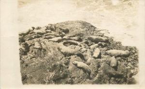 1908 Oregon Coast Rocks Relaxing Seals RPPC Real photo postcard 3468