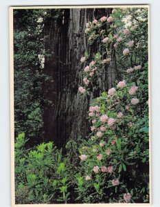 Postcard Wild Rhododendrons In California's Coastal Redwood Forest, California