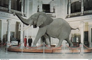 WASHINGTON D.C. , 1950-60s ; Bush Elephant Display, Smithsonian