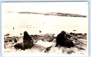 RPPC ST. PAUL ISLAND, Bering Sea Alaska AK ~ BULL SEALS ca 1920s H.W.S. Postcard
