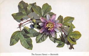 Passion Flower Bermuda Unused 