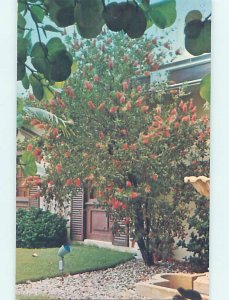 Pre-1980 PICCADILLY PUB Naples Florida FL hn4624