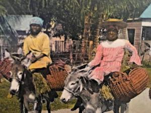 Postcard Greetings from Jamaica, Coming home from the Market on Donkeys.. Z9