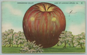 Front Valley VA Land of Luscious, Exaggerated Apples~Simonpietri PC 1948 Linen