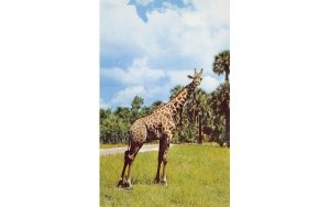 Giraffee at Africa U.S.A. Boca Raton, Florida