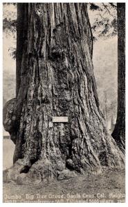 California  Santa Cruz , Jumbo , Big tree grove, 5000 yr old tree