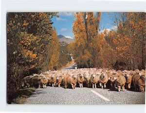 M-178200 Droving Sheep Wanaka New Zealand