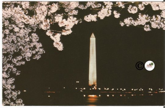 Vintage Postcard Night Scene of Washington Monument in Moonlight Framed by Pink