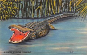 Hungry Alligator Florida, USA Alligator Unused 