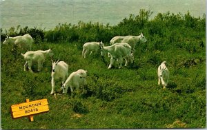 Mountain Goats Summer Alpine Mountains Jasper Baff Hwy Canada Postcard UNP VTG 