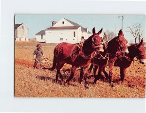 Postcard Amish man plowing, Greetings, From The Amish Country, Pennsylvania