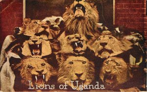 Teddy Roosevelt African Expedition Postcard Capper Series Lions Of Uganda 