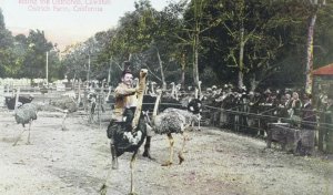 C.1910 Riding the Ostriches, Cawston Ostrich Farm, Calif. Postcard P61