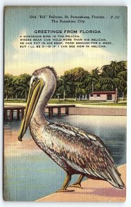 1930s ST PETERSBURG FL OLD BILL PELICAN GREETINGS FROM FLORIDA POSTCARD P2667