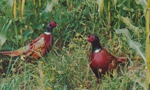 Ring Necked Pheasant Hazelton PA USA Vintage Rare Bird Postcard