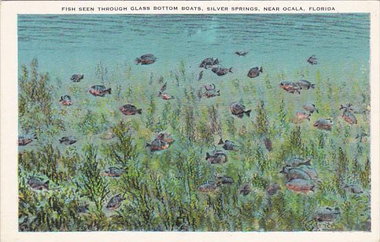 Fish Seen Through Glass Bottom Boats Silver Springs Florida