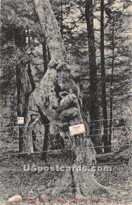 Bear Tree - Kenoza Lake, New York NY  