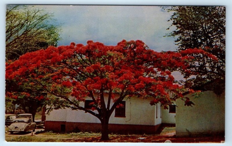 Acacia tree Caracas Country Club VENEZUELA Postcard