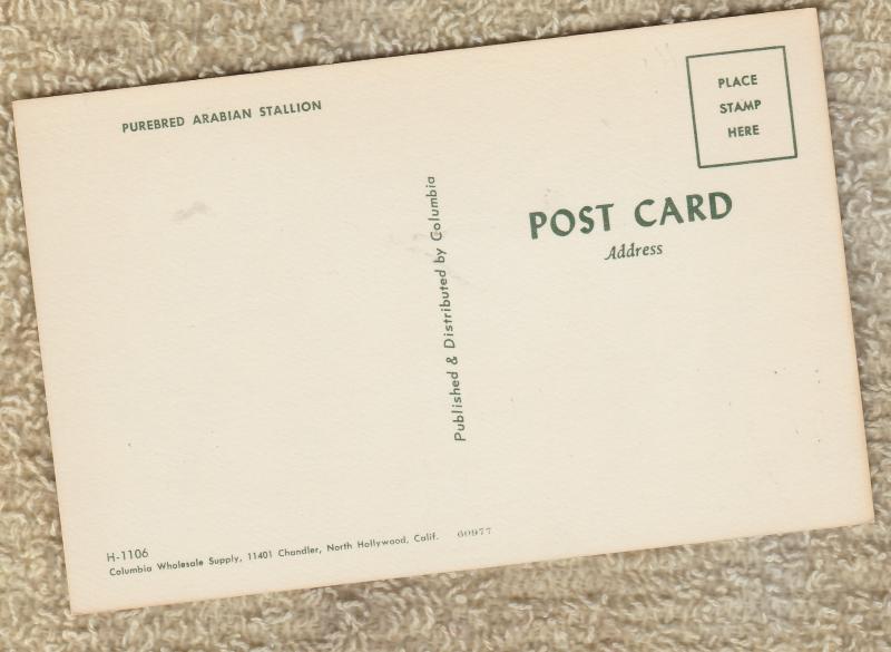 Purebred Arabian Stallion Horse Equine Postcard