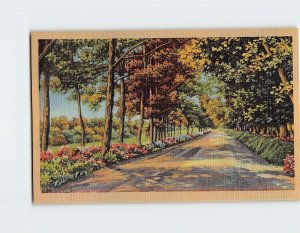 Postcard Flowers Trees Road Landscape Nature Scenery