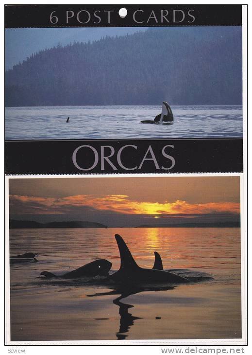 6-attached Postcard set , Orca-Killer Whale Pod , Taitika Valley , B.C. , Can...