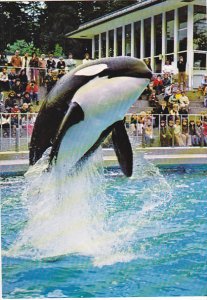 Killer Whale At The Vancouver Aquarium British Columbia Canada