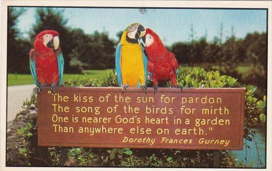 Birds Beautiful Parrots At Busch Gardens Tampa Florida