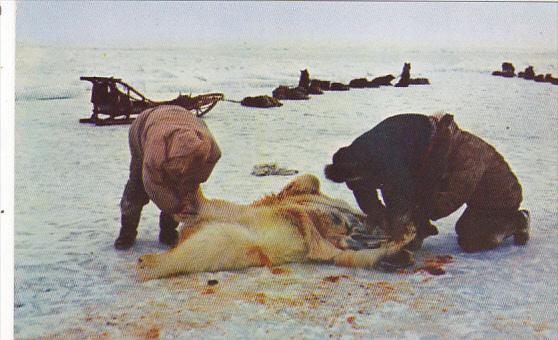 Alaska Eskimos Skinning A Polar Bear In Arctic Region