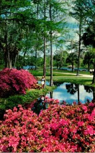 Florida Silver Springs Azaleas In Full Bloom 1971