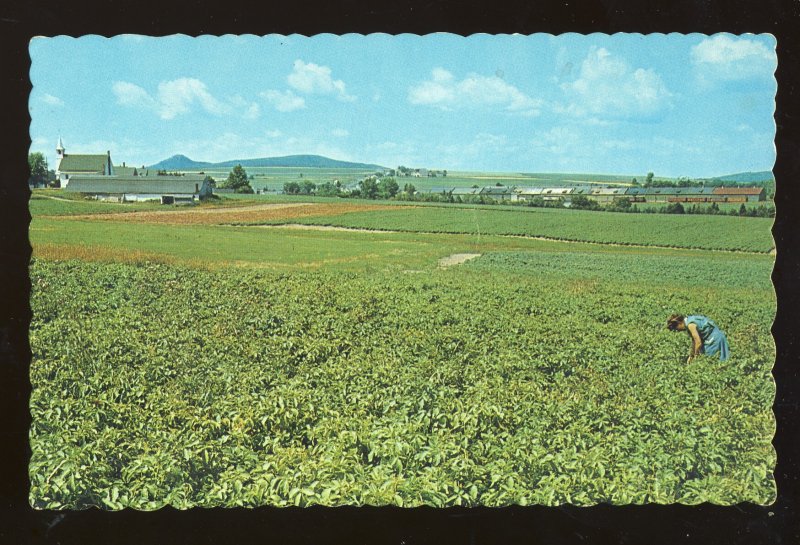 Aroostook County, Maine/ME Postcard, Farmer In Potato Farm